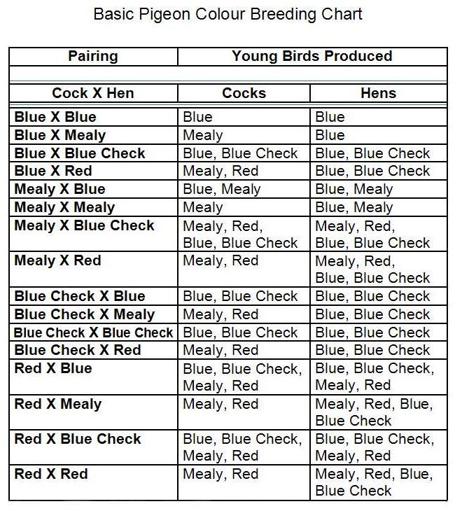 Roller Pigeon Color Chart